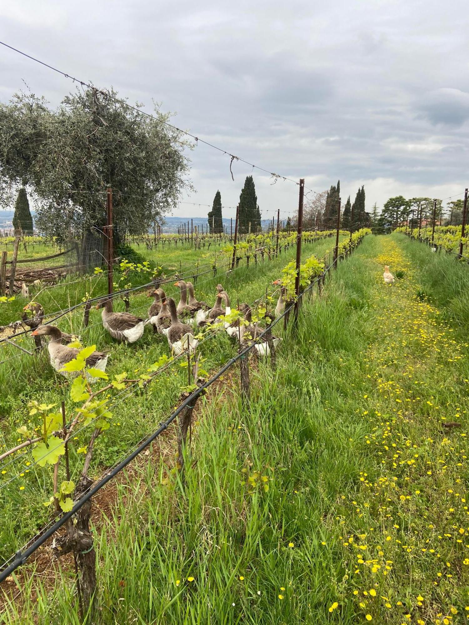 La Vineria Di San Mattia Villa Verona Buitenkant foto